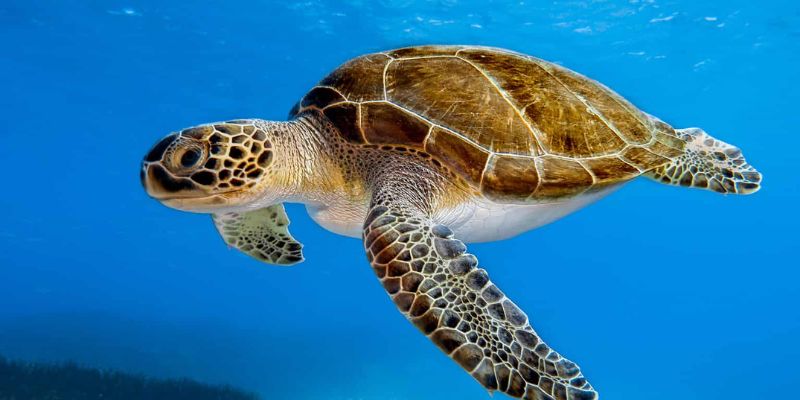 Có thể là điềm báo tốt hoặc xấu tuỳ vào hoàn cảnh